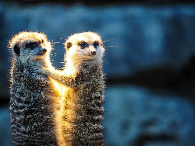 meerkats